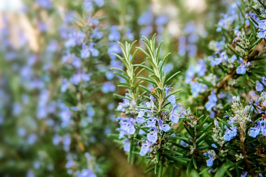 Rosemary Salvia Rosmarinus plant